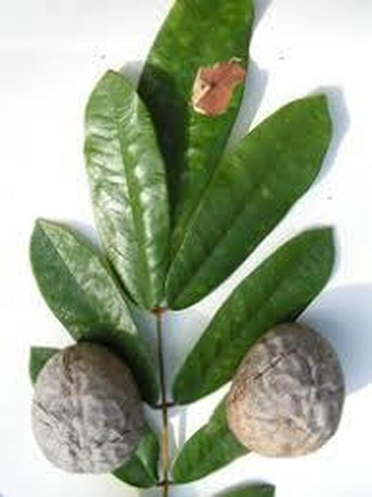 Fruto de la Macaya.jpg